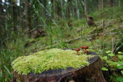 Mini-Pilze auf Baumstumpf