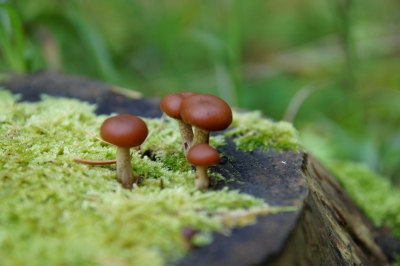 Mimi-Pilze auf Baumstumpf 2