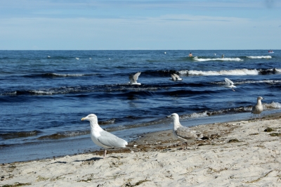 Drei Möwen am Strand