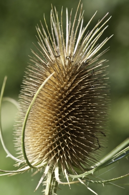 Distel