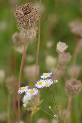 Blumen und Herbst