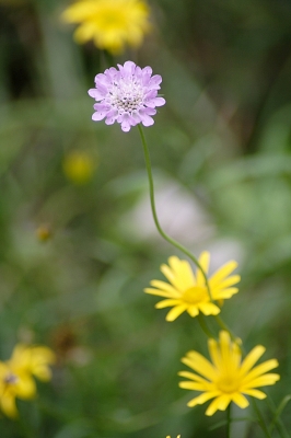 Die Zauberblume