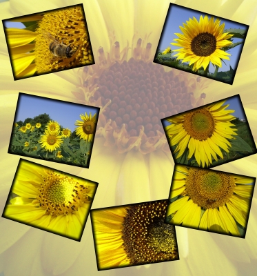 Collage mit Sonnenblumen