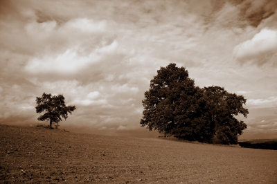 Baumgruppe und Wolken