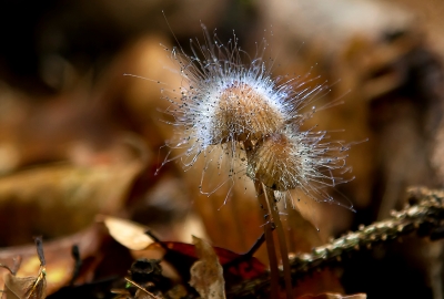 Schimmel - Pilz