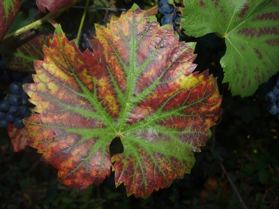 Herbstliches Weinblatt