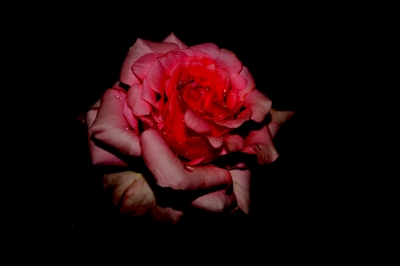 The crying rose