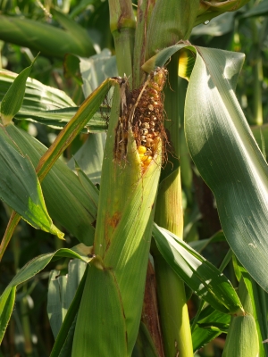 Nutzpflanze Mais