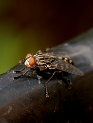 gefleckte Hausfliege