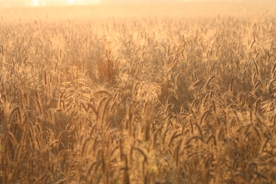 Feld bei Sonnenaufgang