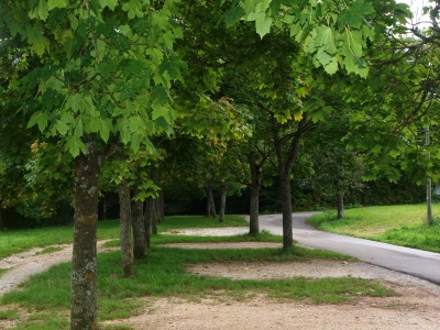 Parkplatz unter Bäumen