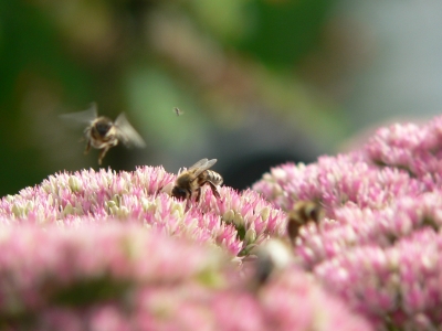 Biene beim Abflug