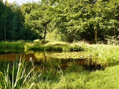 "Spätsommer"