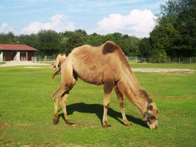 Junges Kamel