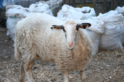 Das Schaf Annika - Azogires Kreta 2010