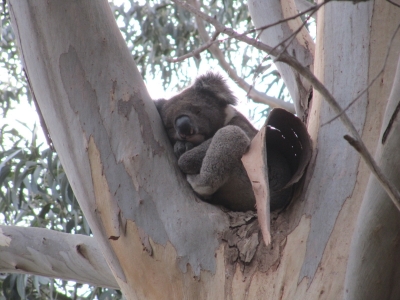 Schlafender Koalabär