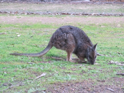 Wallaby auf der Futtersuche
