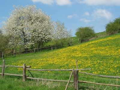 Weide mit Löwenzahn vor blühender Kirsche