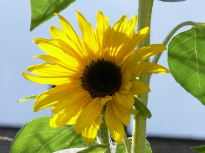 Sonnenblume 3