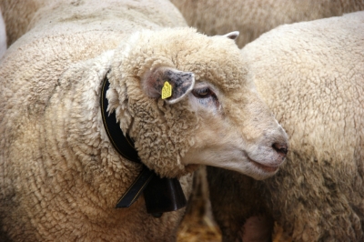 Schafe an der Sichlete 2