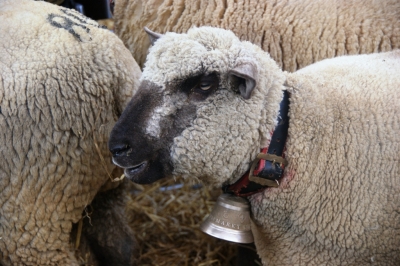 Schafe an der Sichlete 1