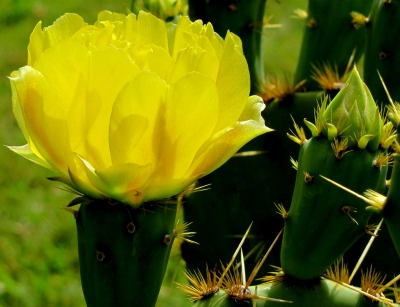 Gelbe Kaktusblüte (Nahaufnahme)