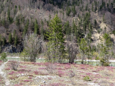 An der Isar