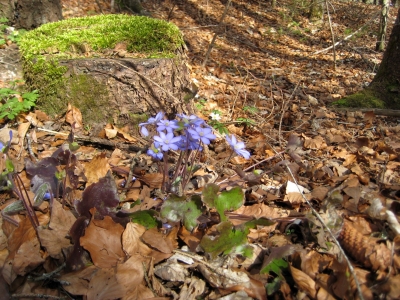 Frühling im Wald