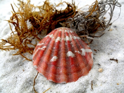 Rote Muschel im Sand