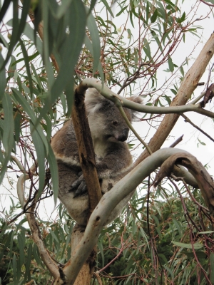 Koalabär im wachen Zustand