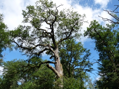 "Urwald" bei Hofgeismar