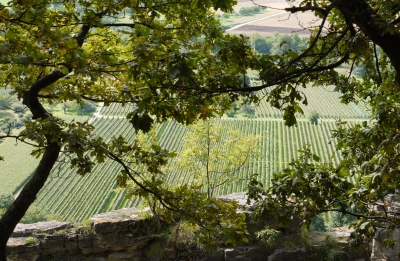 Weinanbau im Neckartal