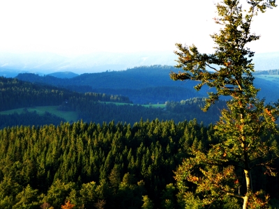 Schwarzwaldhöhen im Morgenlicht