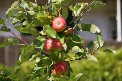 Äpfel aus dem Jura