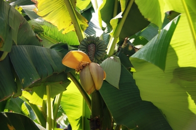 Bananenpflanze im Jura