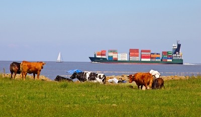 Containerschiff und Kühe