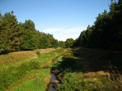 Bächlein im Wald