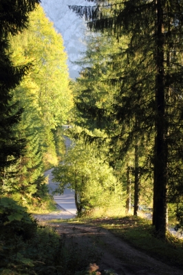 Der Waldweg