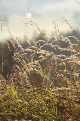 Herbstgräser im Morgenlicht