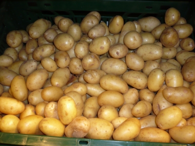 Kleine Kartoffeln