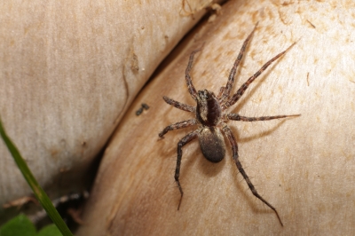 Spinne auf Pilz