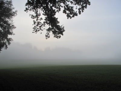 Wiese im Morgennebel in Affoltern am Albis