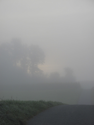 Wiese im Nebel in Affoltern am Albis 2