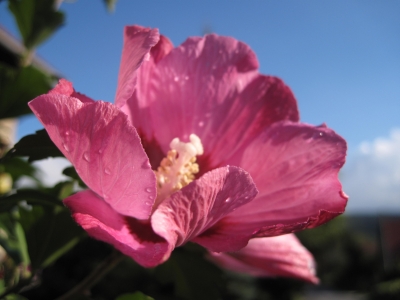 Hibiscus-Blüte