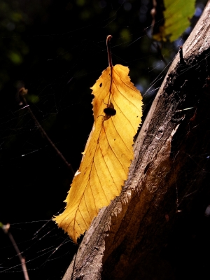 altweibersommer