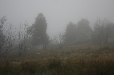 Nebel auf der Hornisgrinde