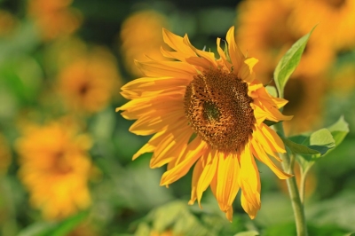 Sonnenblumen 3