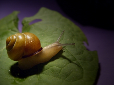 na du Schnecke....