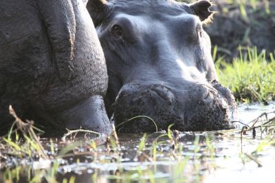 Hippos im Chobe Riverr