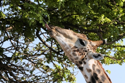 Die Zunge der Giraffe